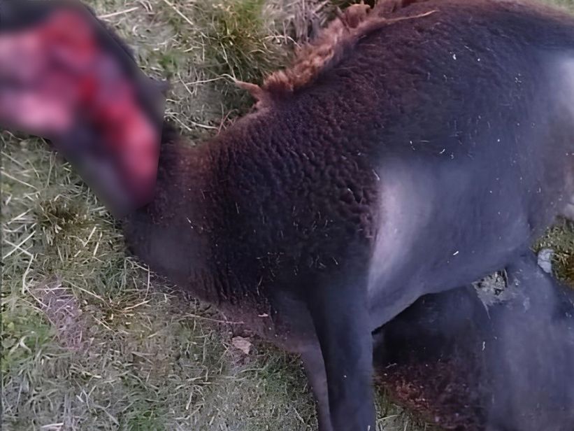 Dos animales aparecieron con lesiones llamativas en un campo de Lanteri, en el noreste de la provincia de Santa Fe. Dos animales aparecieron con lesiones llamativas en un campo de Lanteri, en el noreste de la provincia de Santa Fe.