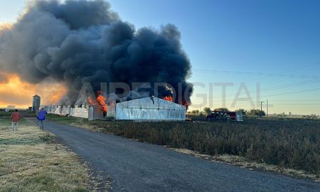 Destrucción total en un deposito de pollos en Gálvez.&nbsp;