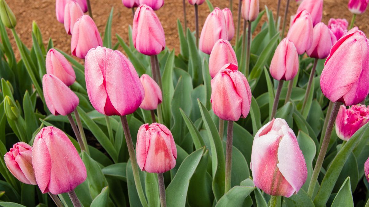 La planta ofrece flores de colores intensos que pueden transformar canteros, jardines y macetas durante la primavera. La planta ofrece flores de colores intensos que pueden transformar canteros, jardines y macetas durante la primavera.