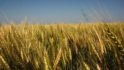 Entre Ríos: crecen los costos y acorralan a los agricultores