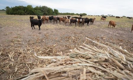 El 18 de enero, el gobierno nacional prorrogó hasta el 31 de mayo la emergencia agropecuaria en la provincia de Santa Fe. El 18 de enero, el gobierno nacional prorrogó hasta el 31 de mayo la emergencia agropecuaria en la provincia de Santa Fe.