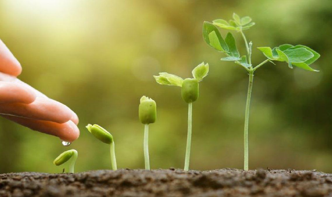 Crecimiento de las plantas