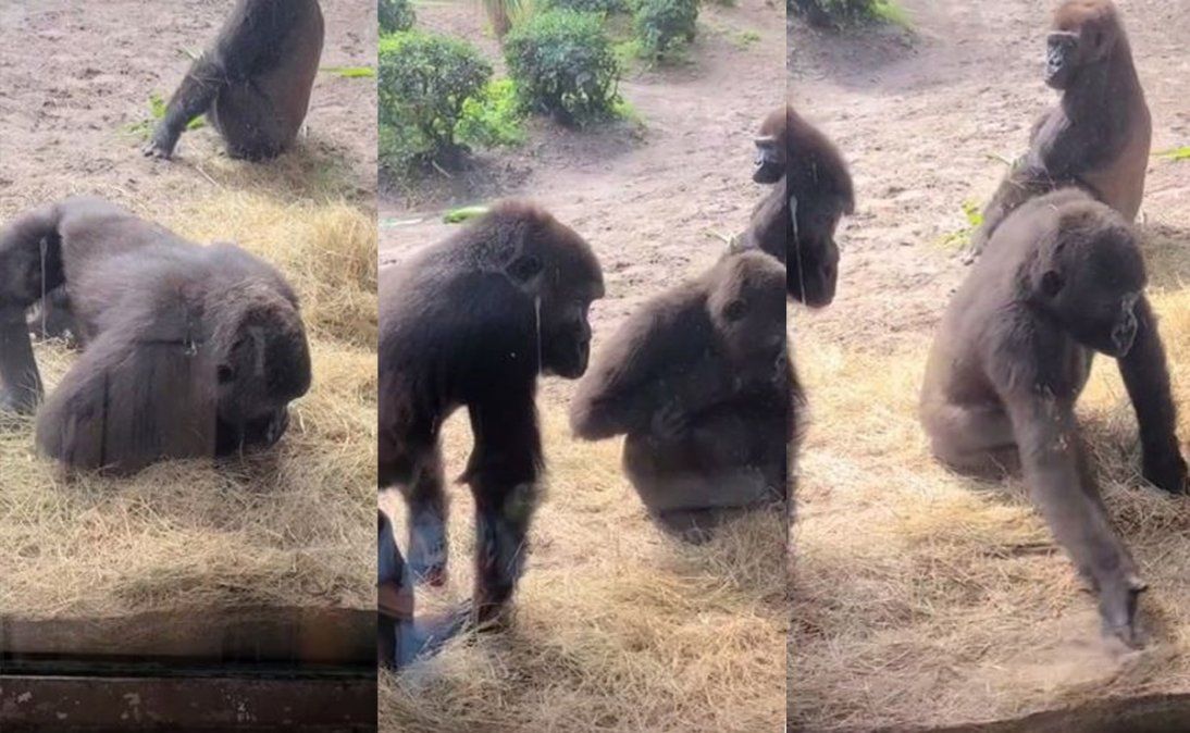 Las diversas reacciones de los gorilas capturó la emoción y comentarios de todos en la red social china.&nbsp;