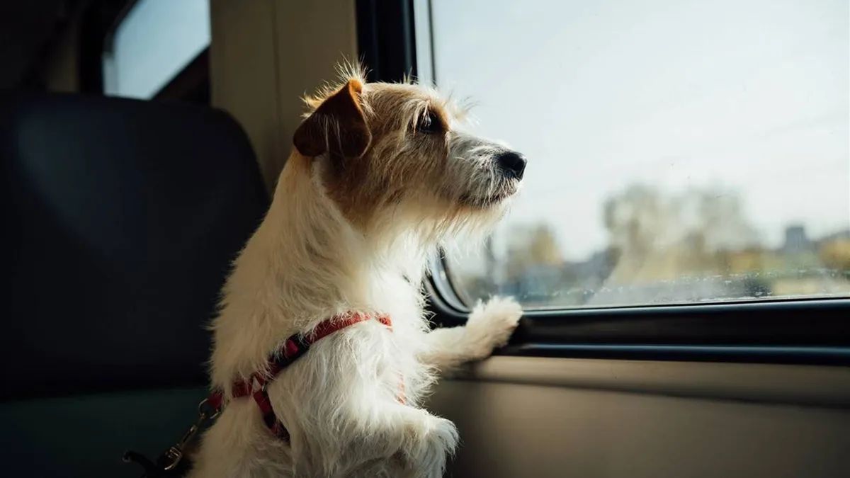 La apertura de los vagones al turismo con animales domésticos responde a una demanda histórica de los usuarios bonaerenses, alineando el transporte local con los estándares europeos. La apertura de los vagones al turismo con animales domésticos responde a una demanda histórica de los usuarios bonaerenses, alineando el transporte local con los estándares europeos.