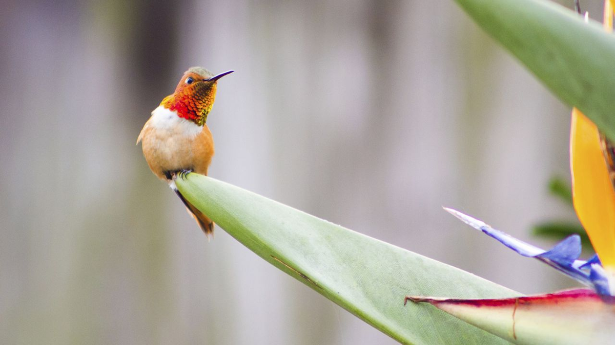 Se considera al colibrí naranja mensajero de buenas noticias o portador de energía positiva que transmitirá a quien lo vea.