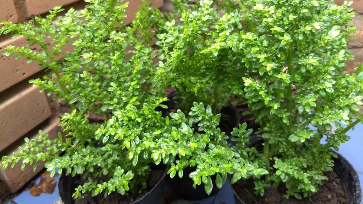 La pulverizaci&oacute;n frecuente de las hojas es la t&eacute;cnica m&aacute;s sencilla para proteger a la planta de la sequedad del ambiente interior.