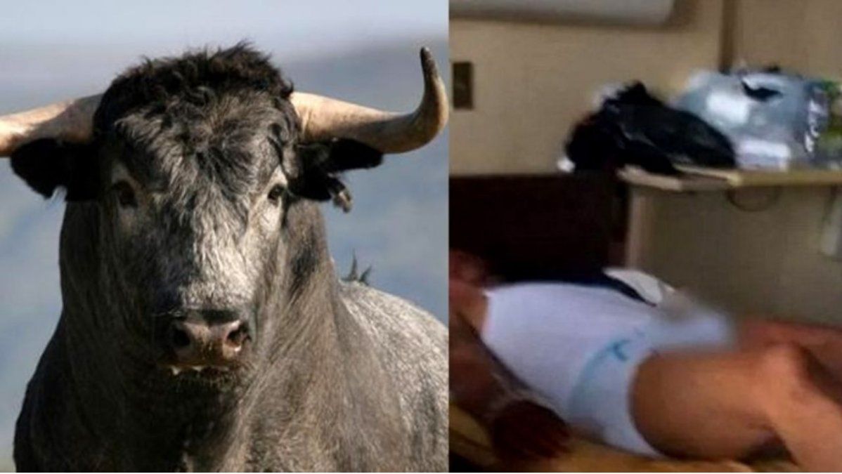 Tomó viagra para toros y tuvo que ser operado de urgencia