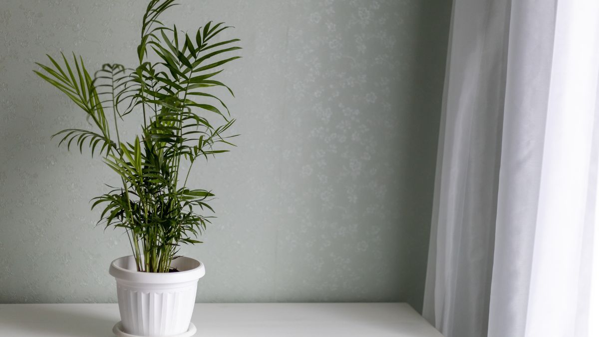 Esta peque&ntilde;a palmera desarrolla hojas verdes y arqueadas que aportan un estilo tropical a los interiores.