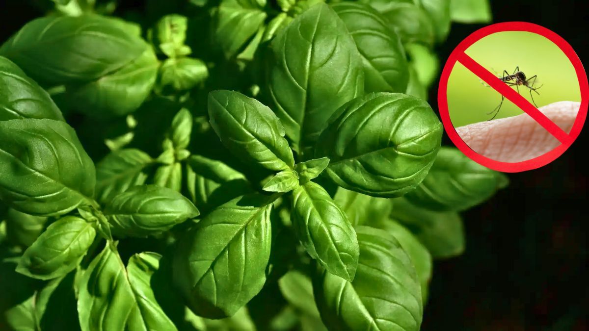 El truco infatible para repeler mosquitos: casero