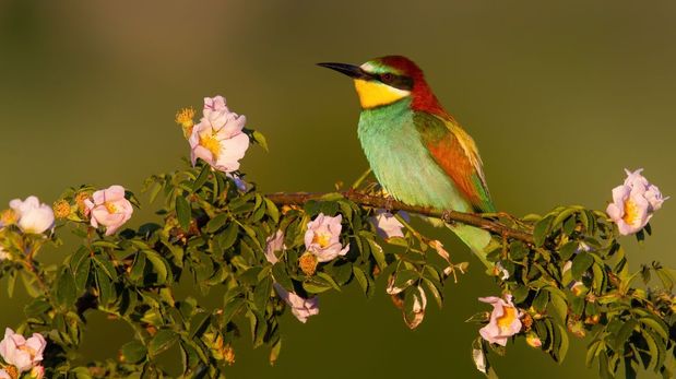 Qué significa que te caiga caca de pájaro