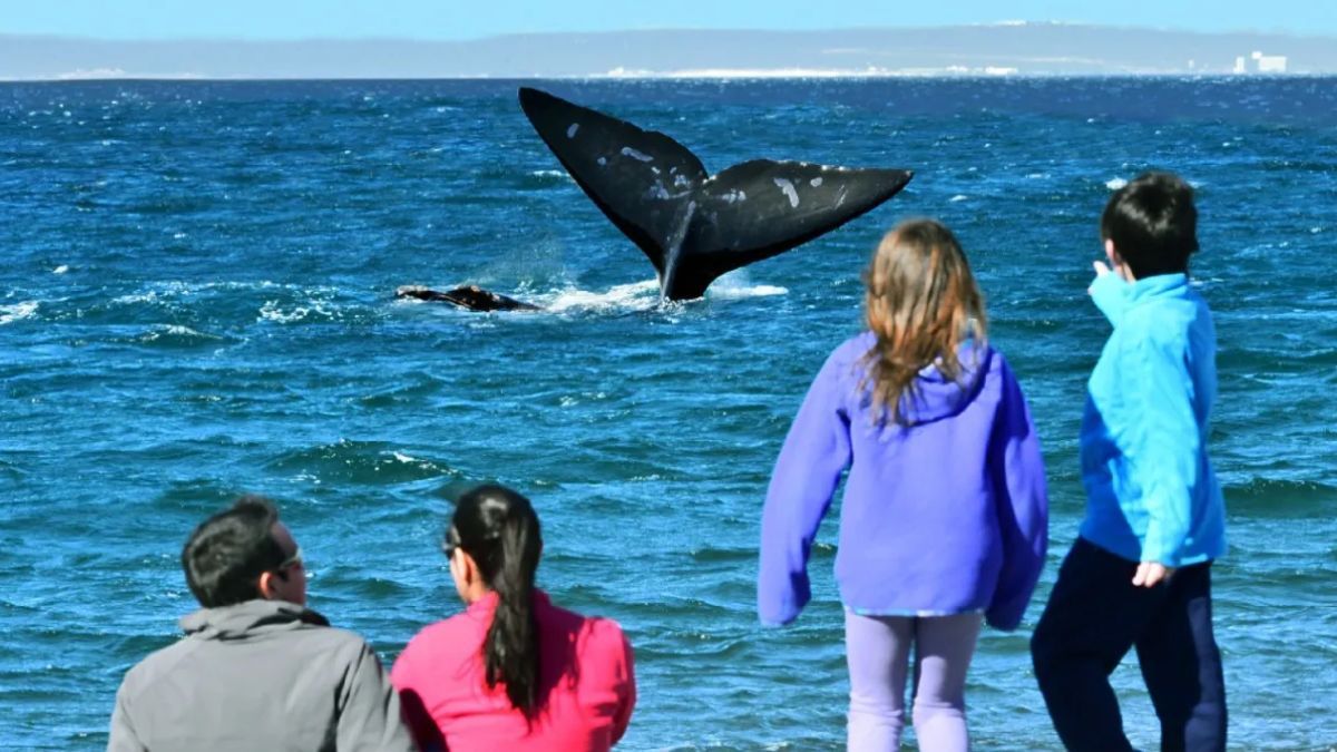 La profundidad inusual de las playas en El Doradillo es lo que permite que una ballena de 40 toneladas nade a escasos cinco metros de la gente que camina por la orilla.