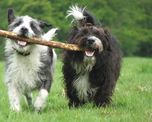 6 hechos asombrosos sobre nuestra amistad con los perros que te haran morir de amor