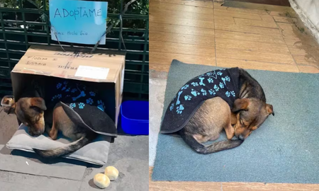 Buenos Aires: Chucho, un perrito de 10 meses. logró encontrar un hogar gracias a una campaña en las redes sociales. Buenos Aires: Chucho, un perrito de 10 meses. logró encontrar un hogar gracias a una campaña en las redes sociales.