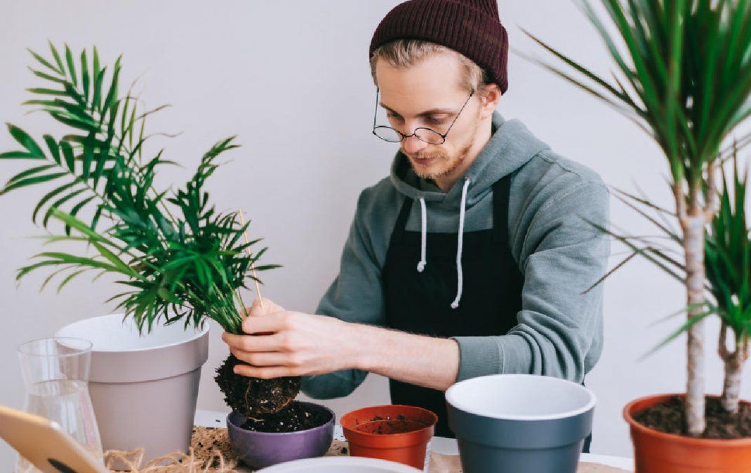 Recuperar una planta ahogada no es demasiado difícil