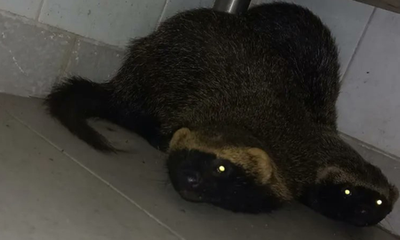 Esta es la pareja de hurones que encontraron en la sala de máquinas del Shopping La Ribera en la ciudad de Santa Fe. Esta es la pareja de hurones que encontraron en la sala de máquinas del Shopping La Ribera en la ciudad de Santa Fe.
