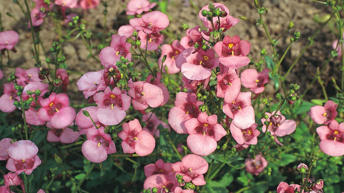 Planta diascia barberae. Planta diascia barberae.