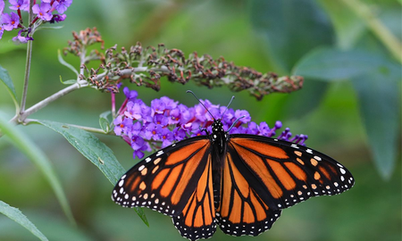 Cuál es el significado de recibir la visita de mariposas en tu casa Cuál es el significado de recibir la visita de mariposas en tu casa