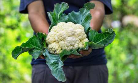 Cómo hacer coliflor en casa: las recetas más ricas y con pocos ingredientes Cómo hacer coliflor en casa: las recetas más ricas y con pocos ingredientes