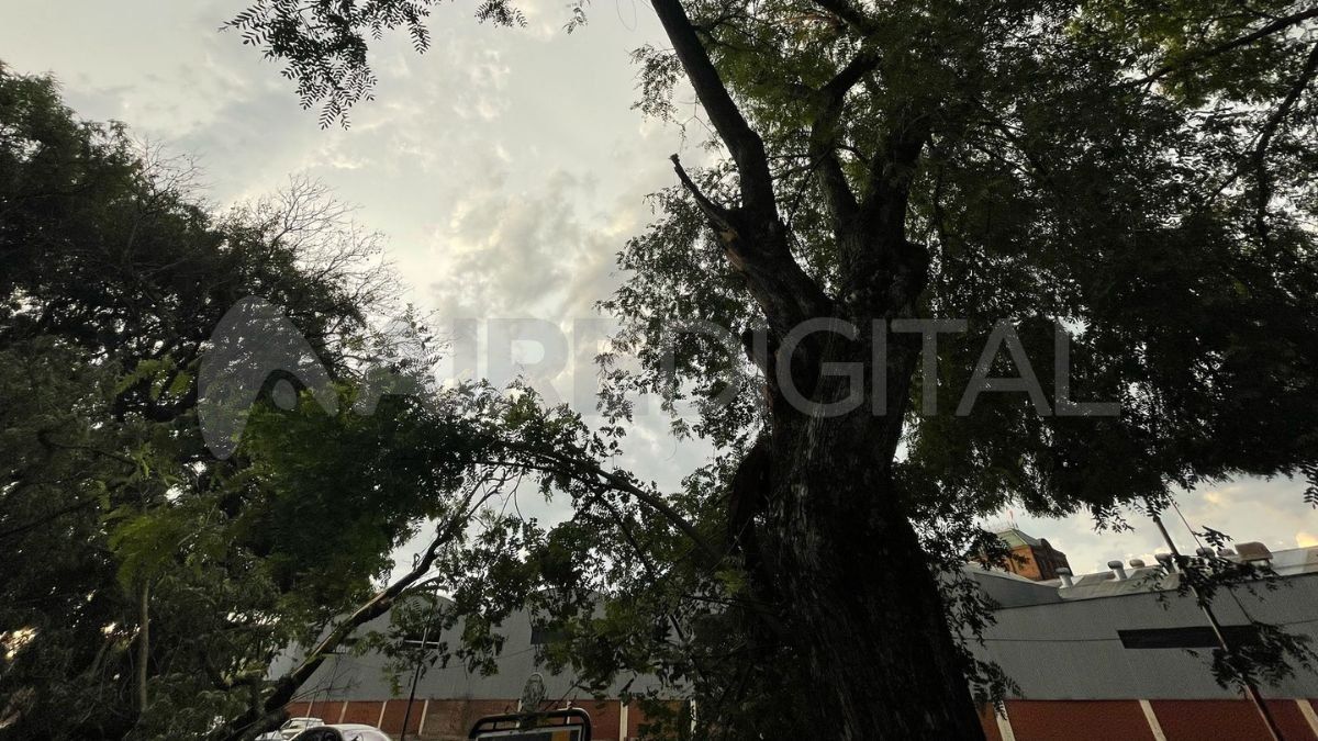 Así quedó la rama desprendida. Así quedó la rama desprendida.