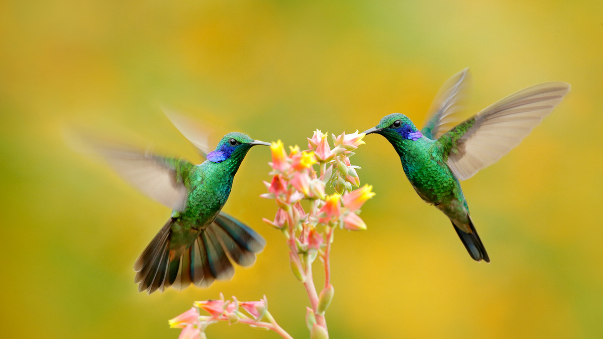 Introducir 36+ imagen significado de la parabola del colibri - Viaterra.mx