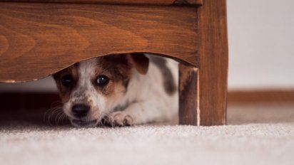 Pirotecnia: los mejores tips para cuidar a las mascotas en las fiestas