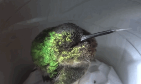Cuándo duerme el colibrí Cuándo duerme el colibrí