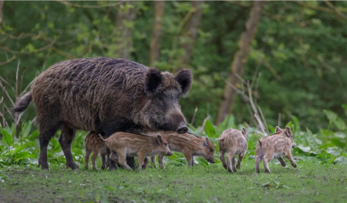 Corrientes: consideran plaga al jabalí y habilitan su caza sin límite