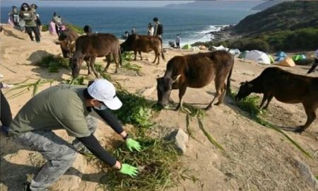 Los turistas están haciendo morir de hambre a las vacas salvajes de una isla Los turistas están haciendo morir de hambre a las vacas salvajes de una isla