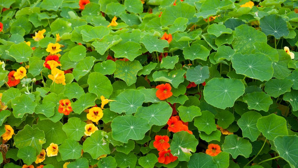 Sus flores amarillas, naranjas y rojas aportan color y sus hojas y flores son comestibles. Sus flores amarillas, naranjas y rojas aportan color y sus hojas y flores son comestibles.