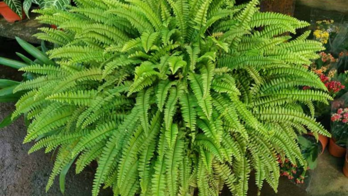 La planta helecho de Boston (Nephrolepis exaltata) es ideal para tener en casa.