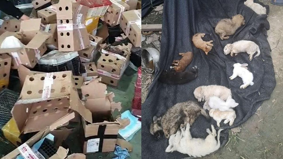 Macabro: hallaron en China 5.000 perros