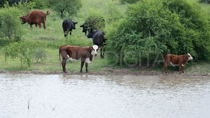 Boyeros eléctricos, una clave para la ganadería sostenible en humedales