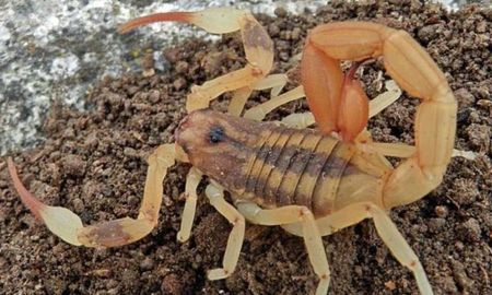 encuentran en palermo al alacran mas letal del pais encuentran en palermo al alacran mas letal del pais