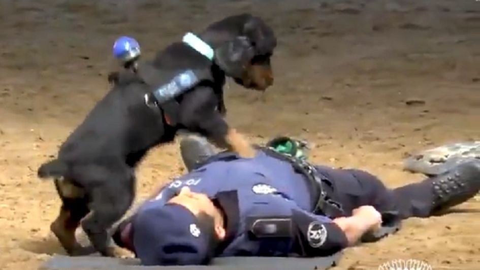 “Poncho”, el perro que hace RCP