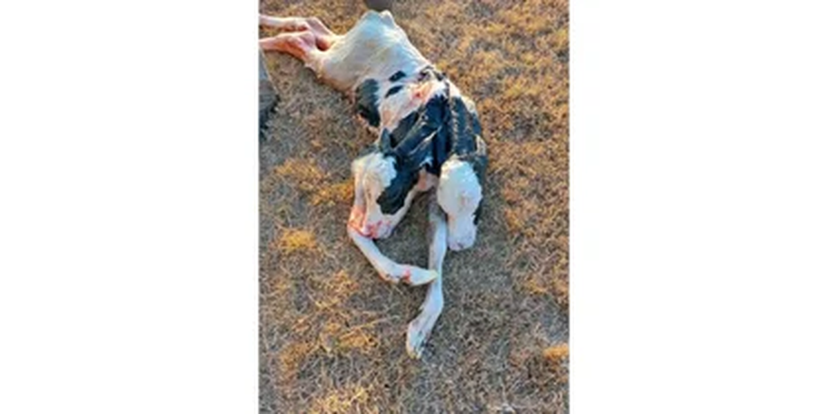 El ternero murió a los pocos minutos 