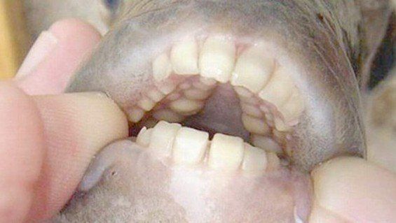 Encontraron pirañas con “dientes humanos”