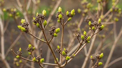 La planta que parece morir en septiembre, pero revive en octubre
