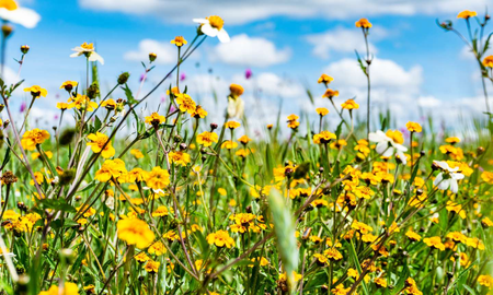 curiosidades cientificas de la primavera que te sorprenderan curiosidades cientificas de la primavera que te sorprenderan