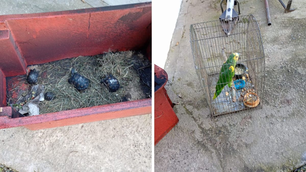 Lograron rescatar dos tortugas de tierra, una comadreja, un loro hablador y una lechuza campanario. Lograron rescatar dos tortugas de tierra, una comadreja, un loro hablador y una lechuza campanario.