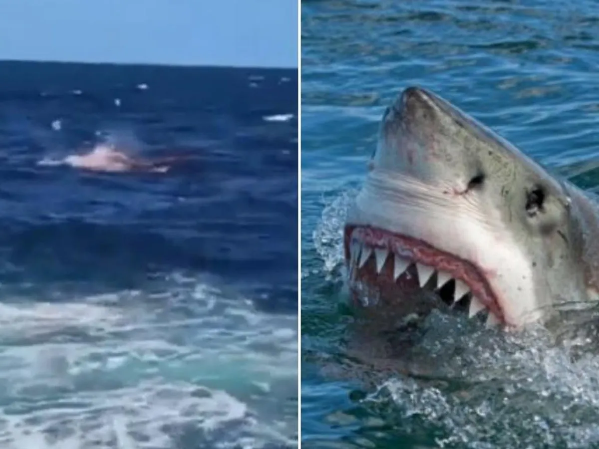  Brutal ataque de un tiburón a un buzo en México: le arrancó la cabeza y los hombros