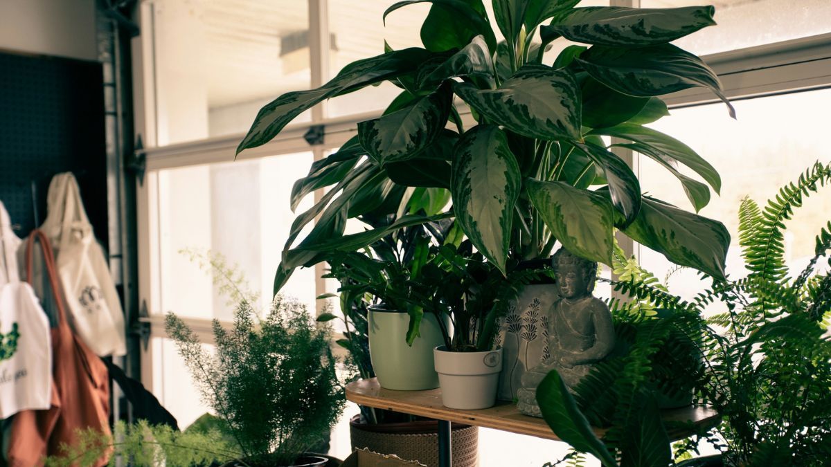 Plantas de interior que sobreviven sin riego durante tus vacaciones