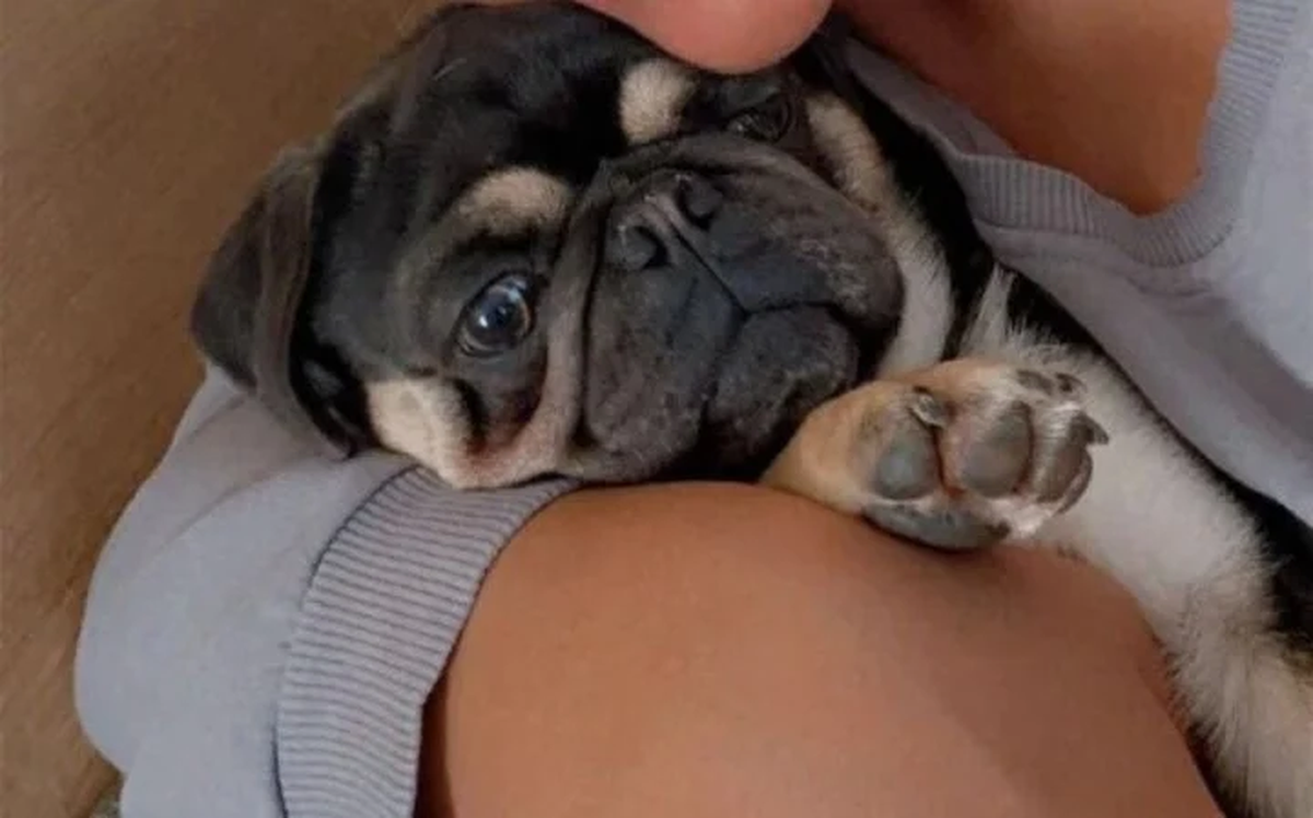 La mascota se llama Alan y es un pug. Foto: Robyn Esplin.