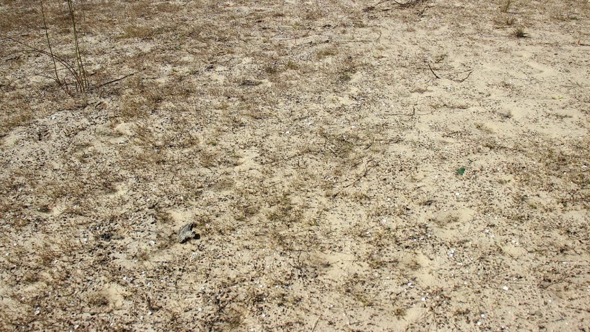 El trabajo de sondeo comenzó a mediados del mes de abril y las investigaciones arqueológicas se llevan a cabo en el sur del bajo de Los Saladillos, que incluye el sistema lagunar Capón-Leyes-Setúbal.