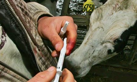 el impensado lobby que busca habilitar una hormona de crecimiento en vacas lecheras el impensado lobby que busca habilitar una hormona de crecimiento en vacas lecheras