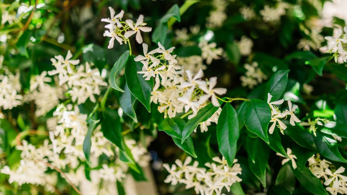 Es una trepadora versátil que conecta espacios y aporta aroma y continuidad visual. Es una trepadora versátil que conecta espacios y aporta aroma y continuidad visual.