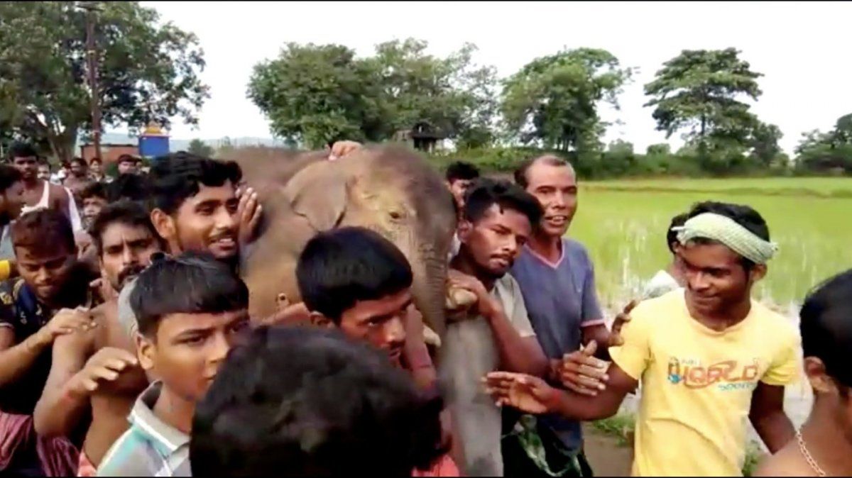elefante bebe 2.jpg