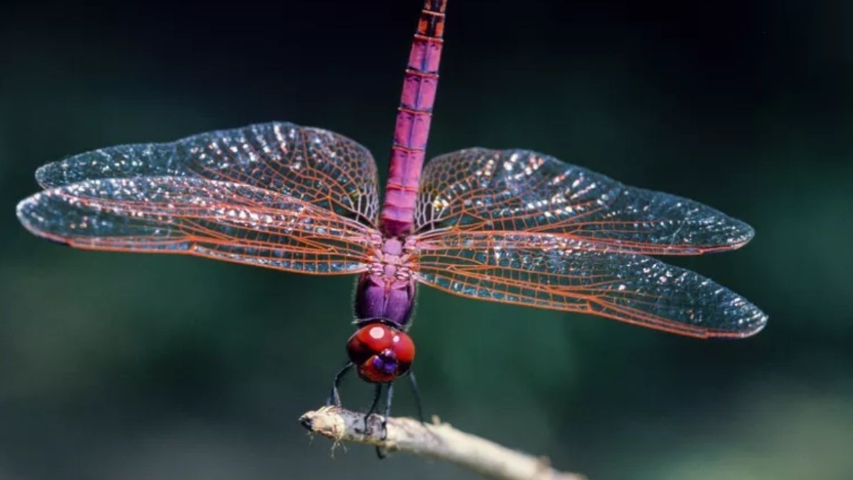 Las libélulas son insectos muy asombrosos.