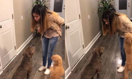 reto a su perro por escaparse de su casa y para pedirle perdon la abrazo reto a su perro por escaparse de su casa y para pedirle perdon la abrazo
