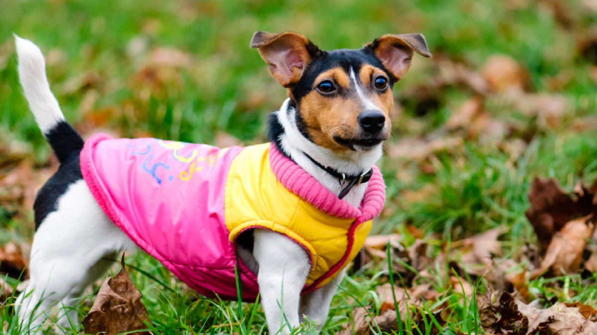 Abrigar a los perros en invierno: ¿sirve o no?