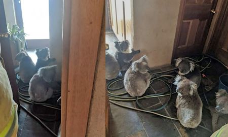una pareja rescato del fuego a seis koalas y los alojo en su casa una pareja rescato del fuego a seis koalas y los alojo en su casa